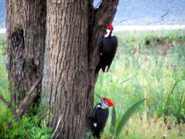 Pileated Woodpecker