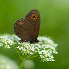 Woodland Ringlet