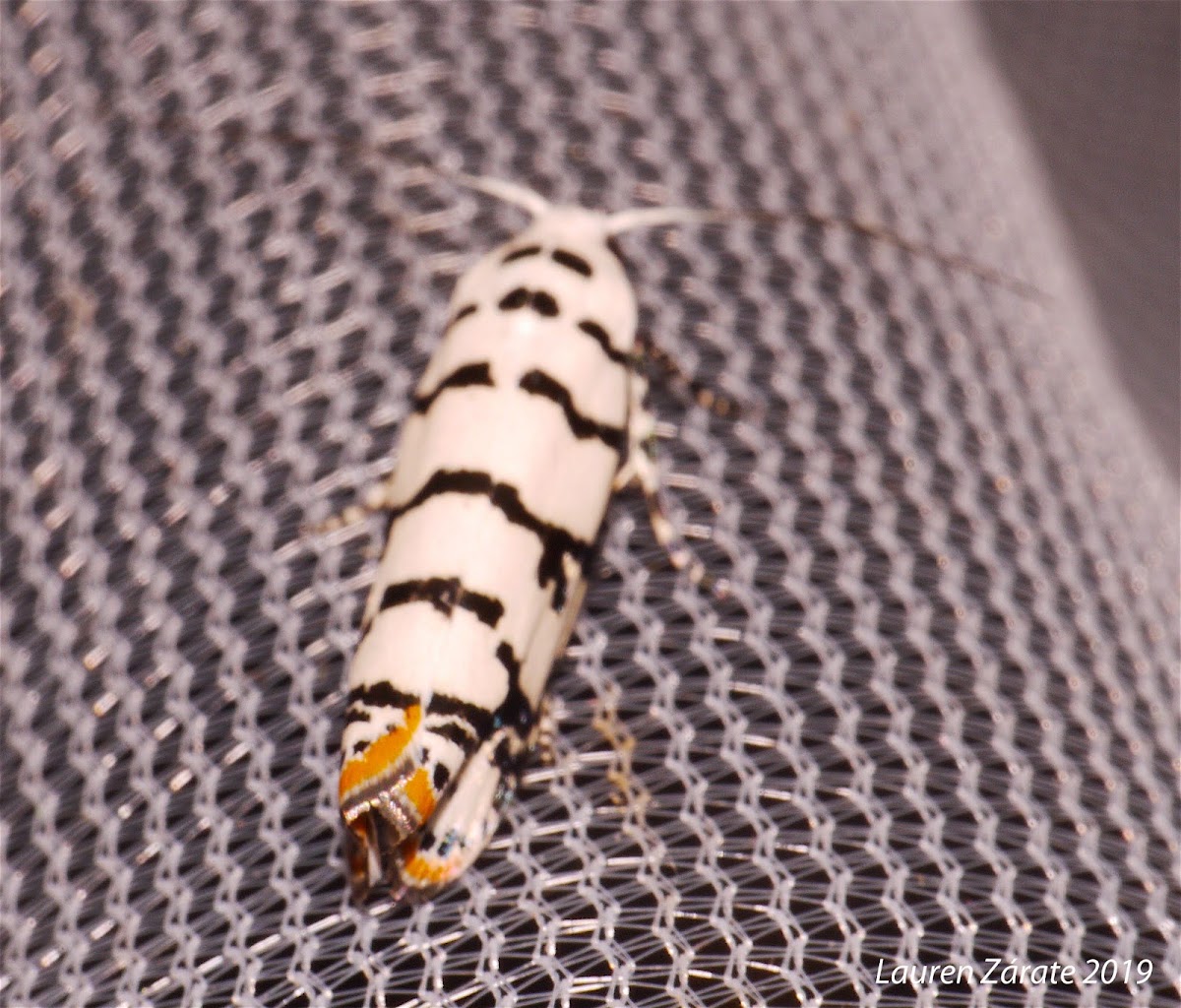 Ermine Moth