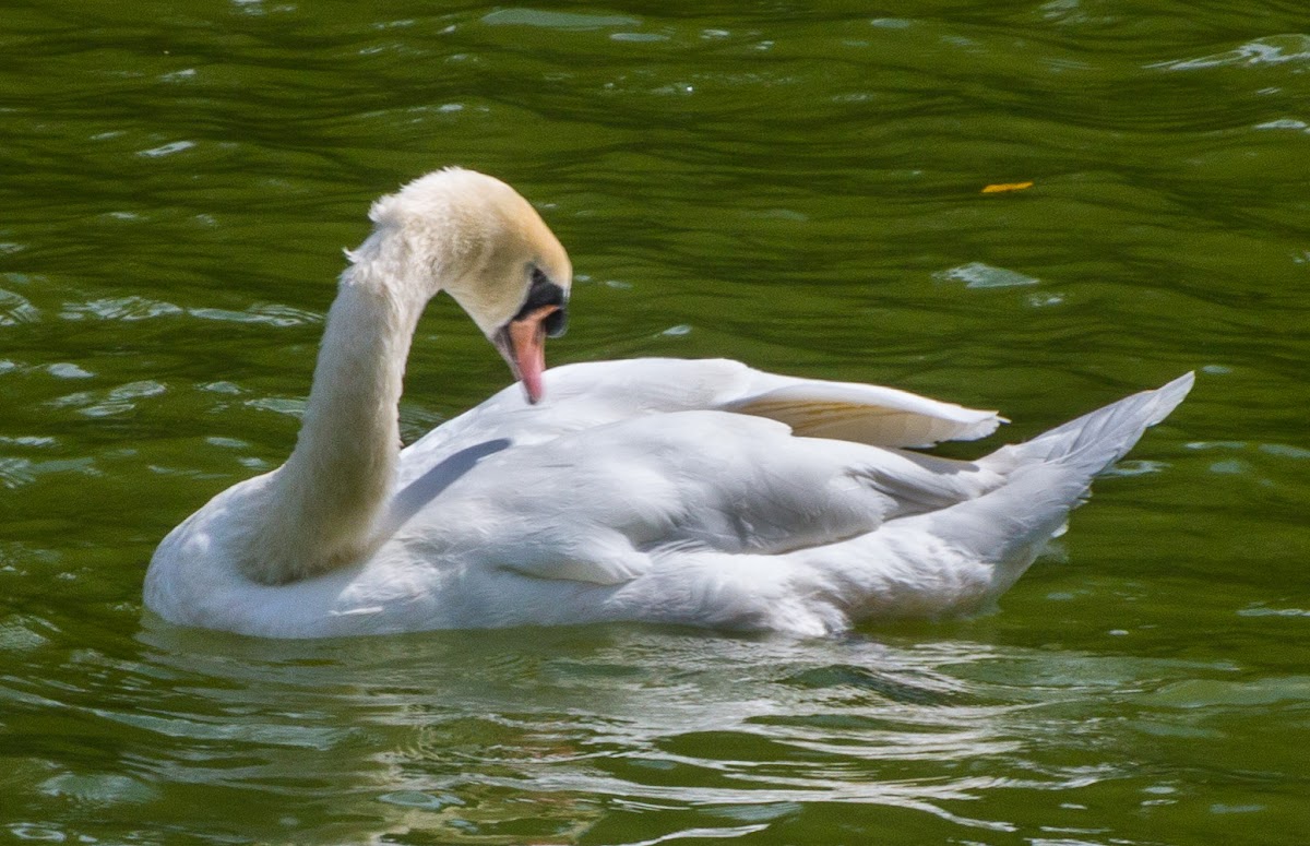 Mute Swan