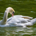 Mute Swan