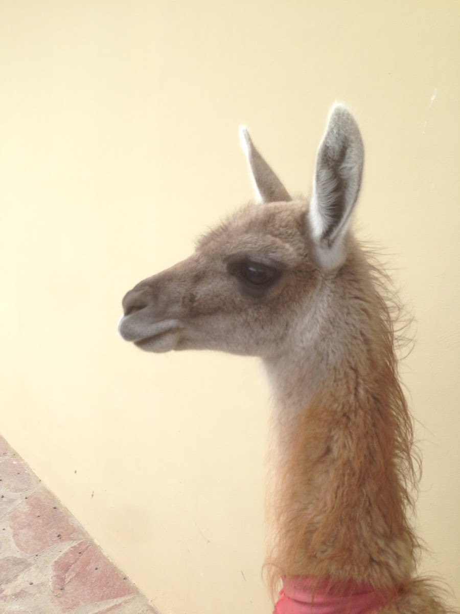 Guanaco.