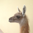 Guanaco.