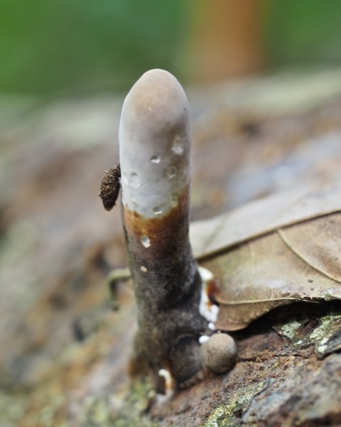 Ganoderma