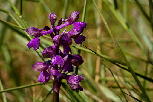 Anacamptis Orchis morio