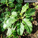 Indian Field-Cress