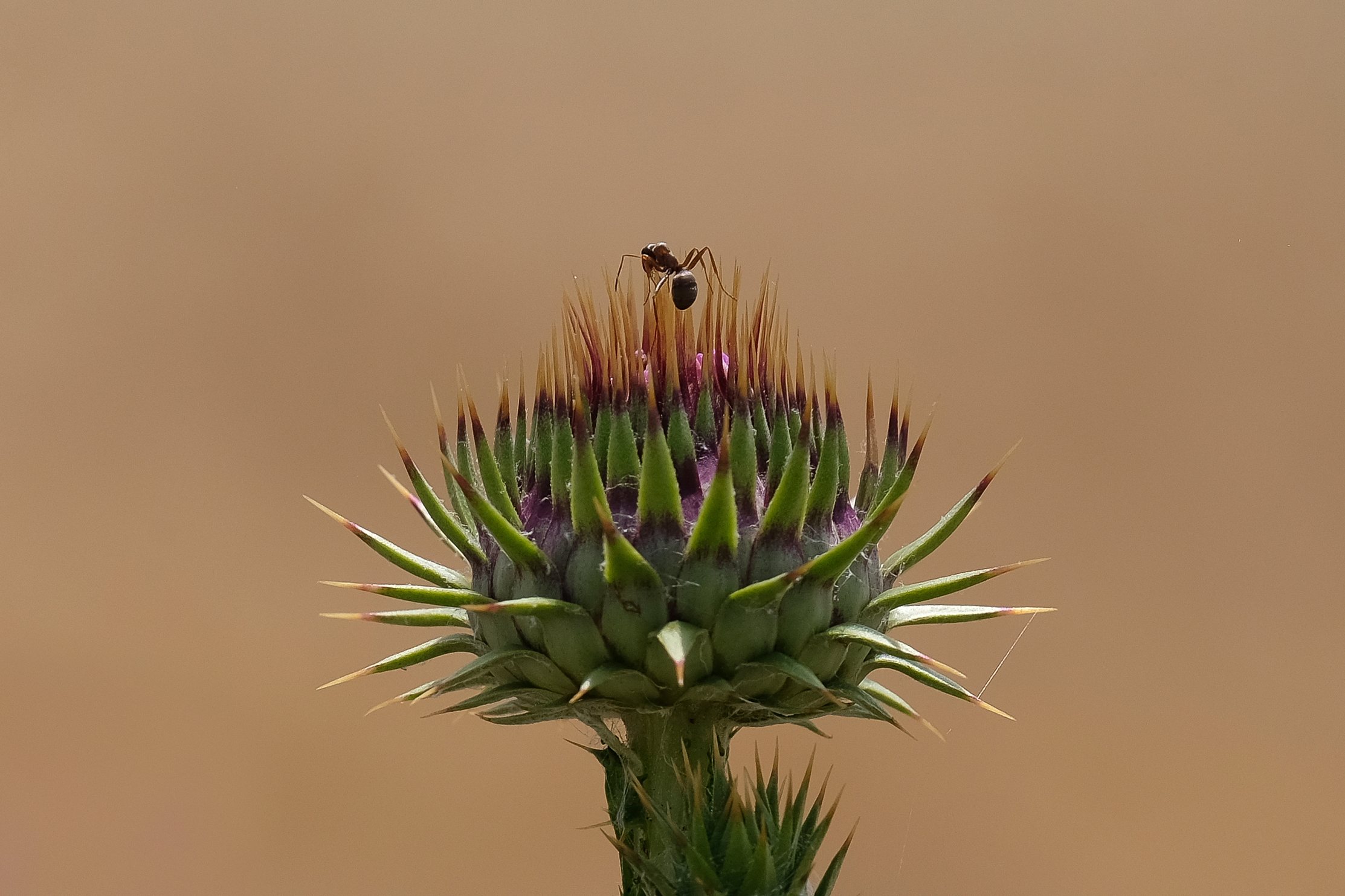 L'equilibrista di tonino_de_rubeis