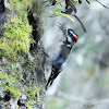 Hairy woodpecker (male)