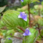 Cyanotis cristata