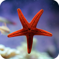 Starfish Wallpaper