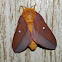 Pink-striped Oakworm Moth