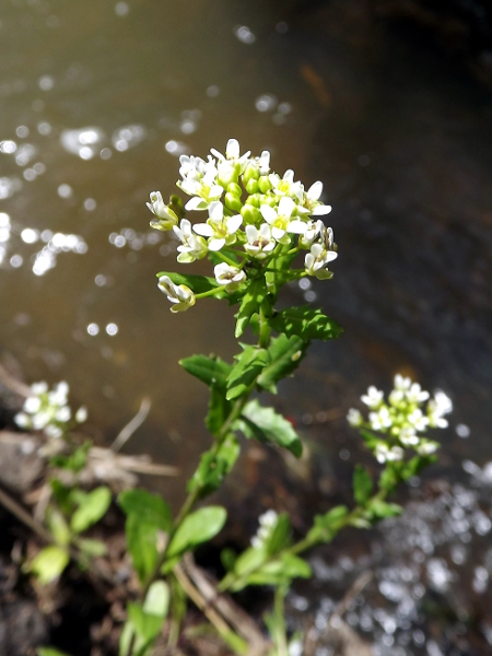 Pennycress