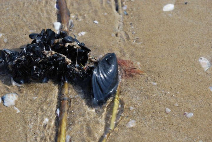 Cosa non si trova sulla spiaggia... di mujaidin