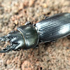 Beetle with Large Mandibles