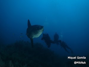 Crónica Divers Cabo de Palos