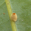 Moelleriella epiphylla Fungus