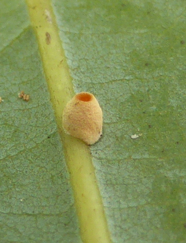 Moelleriella epiphylla Fungus