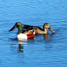 Northern Shovelers