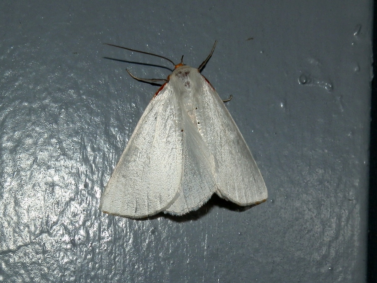 Orange-rimmed Satin Moth