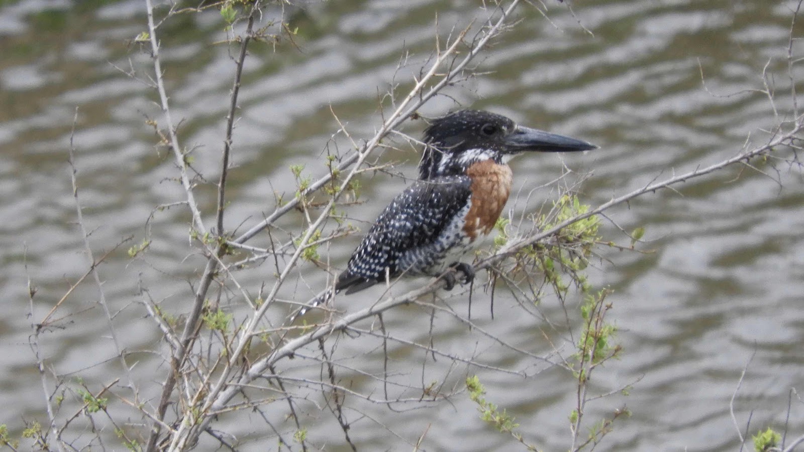 Giant Kingfisher Malalane