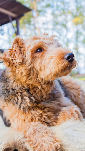 Airedale Terrier Wallpaper