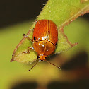 Flea Beetle