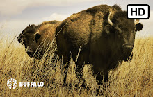 Buffalo HD Wallpapers New Tab Theme small promo image