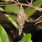 Bagworm Moth