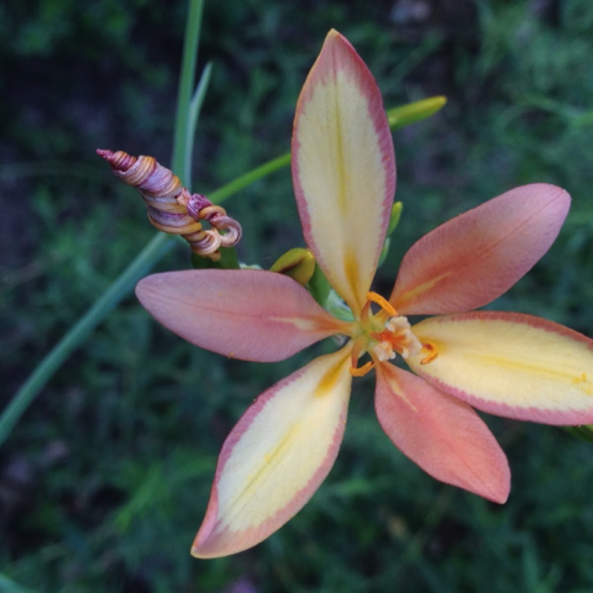 Blackberry lily