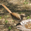 Curve-billed thrasher