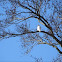 Red-tail, leucistic