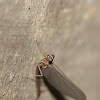 mayfly