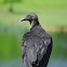 Black Vulture