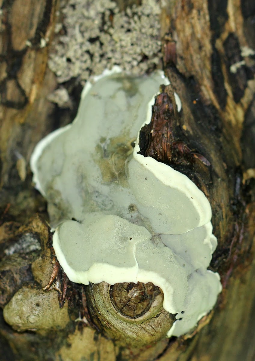 Brittle Cinder Fungus