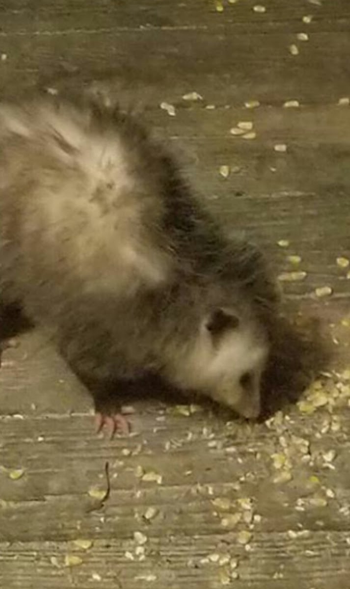 Opossum