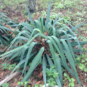 Spider Agave