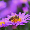 BEE Theme