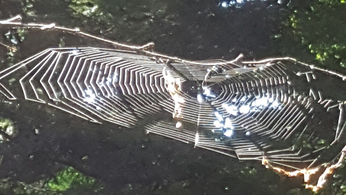 Orb Weaver Web?