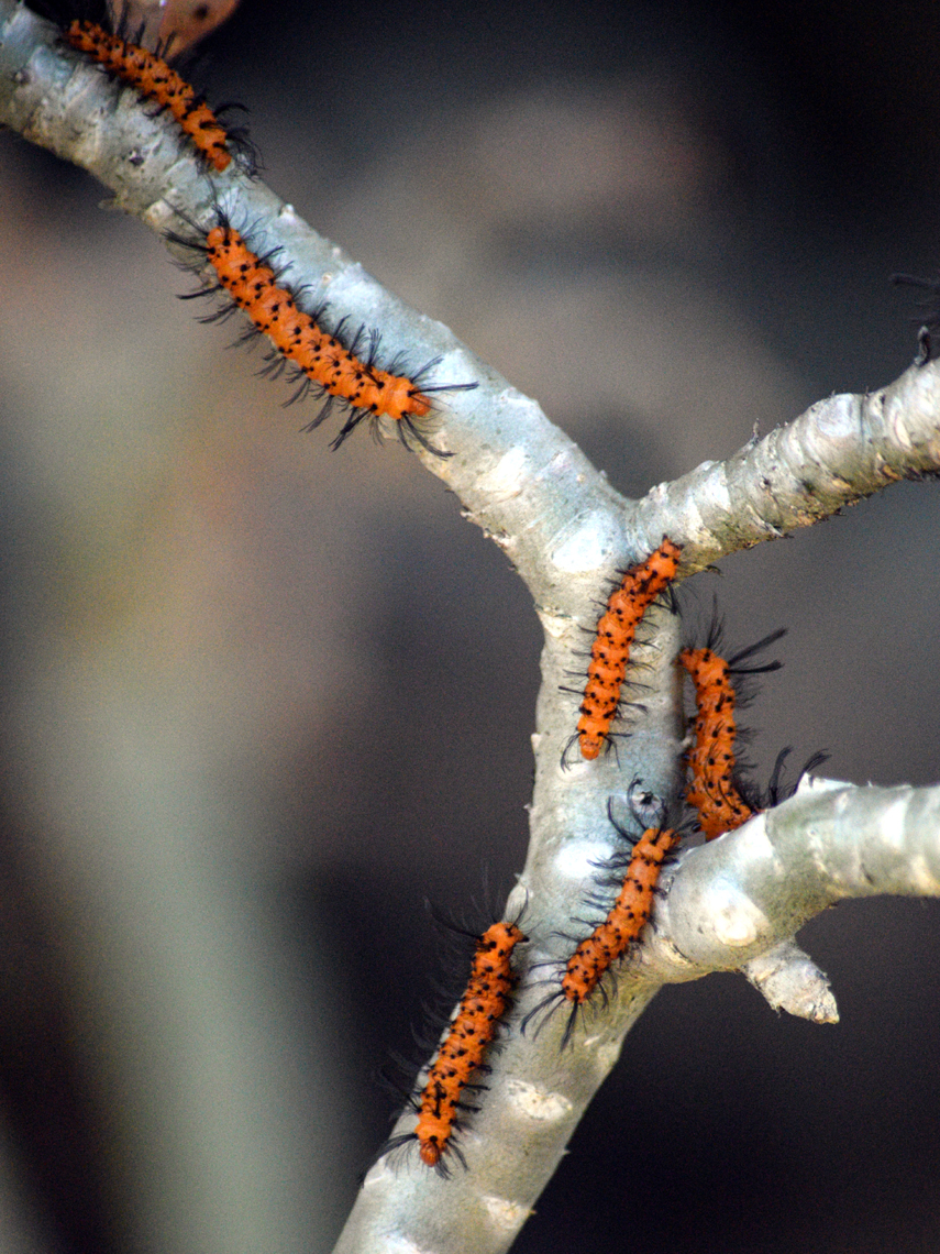 Oleander Moth caterpillars