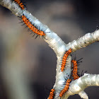 Oleander Moth caterpillars