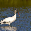 Wood Stork