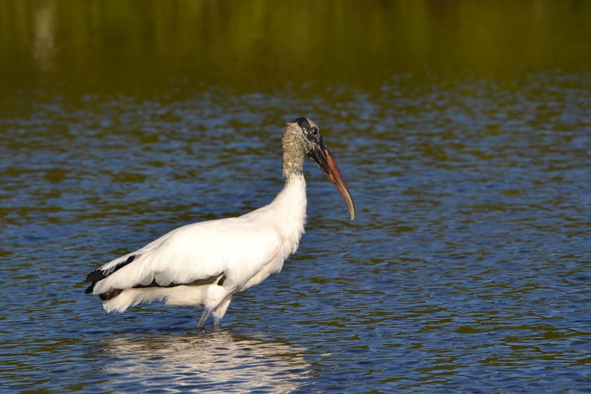 Wood Stork