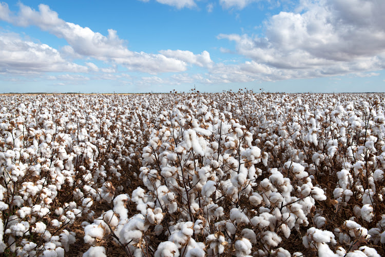 Bt cotton variety