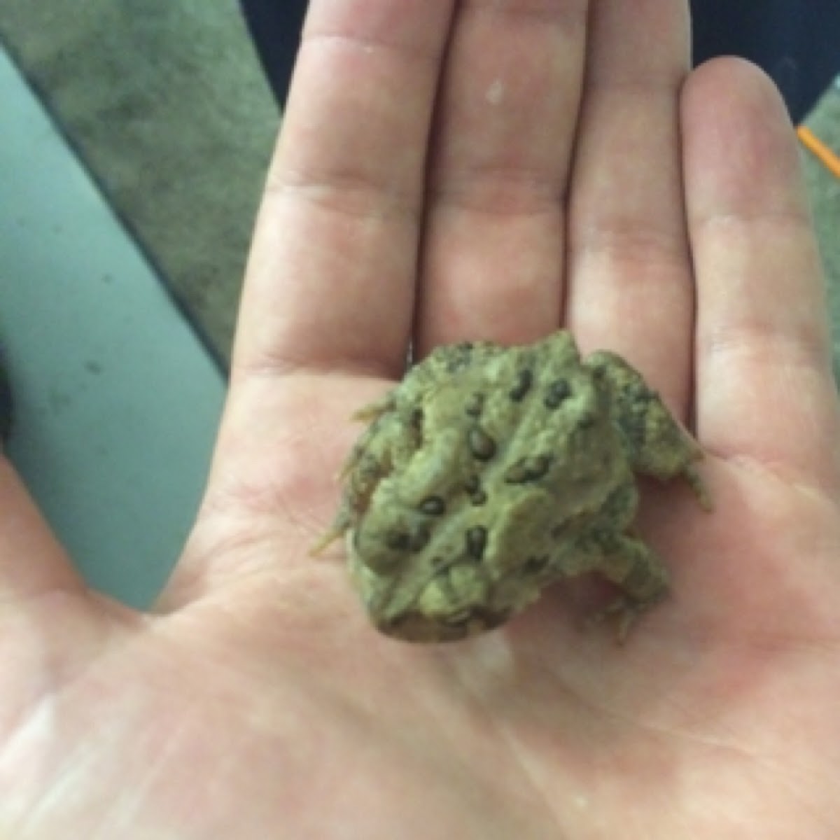 Fowler’s Toad