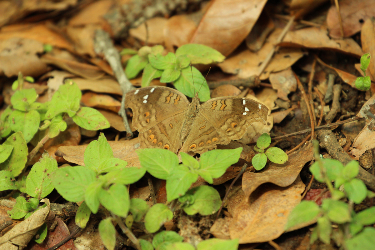 Brown Pansy