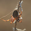 Western Spotted Orbweaver