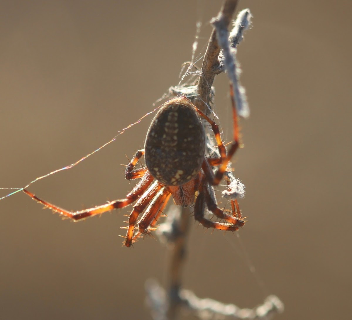 Western Spotted Orbweaver