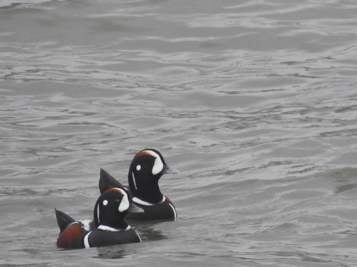 harlequin ducks (male)