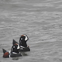 harlequin ducks (male)