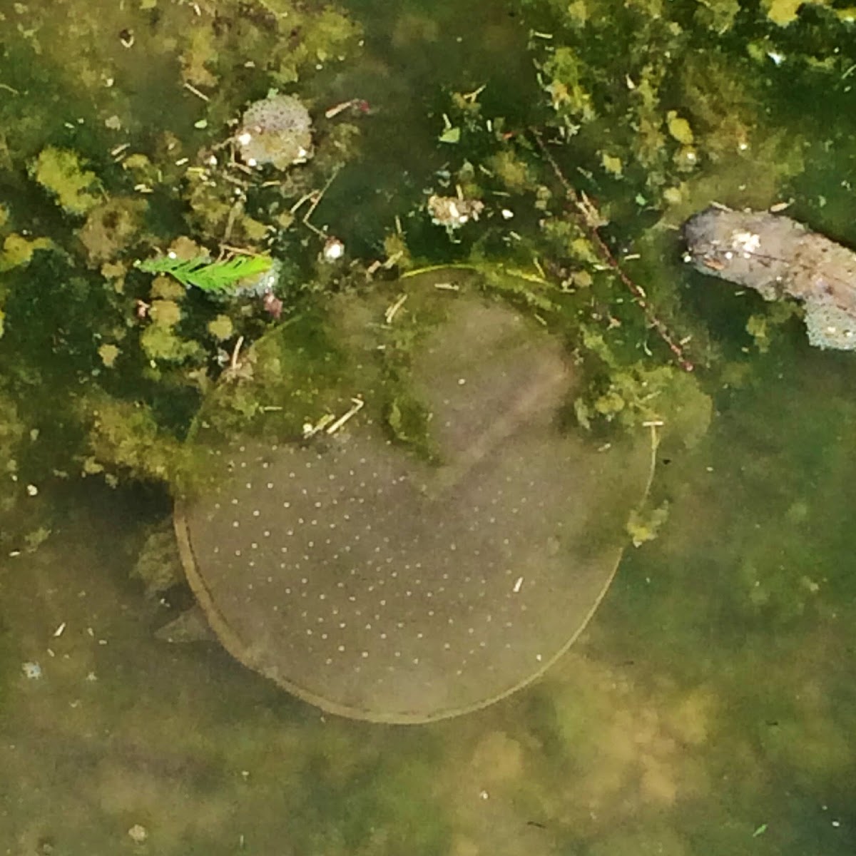 Softshell Turtle